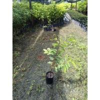 ราคา ต้นมะขาม สูงประมาณ 40-60ซม. (28112758904)