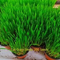 ราคา เมล็ดข้าวสาลีเกรดนำเข้า เมล็ดต้นอ่อนข้าวสาลี เมล็ดหญ้าแมว 200 เมล็ด เมล็ดหญ้าแมวปลอดสาร เมล็ดหญ้าแมวออร์แกนิค อาหารเสริม (40676693302)