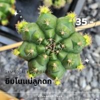 ราคา แคคตัสยิมโนแม่ลูกดก กระบองเพชร (19470467637)