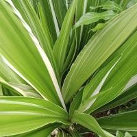 ราคา พลับพลึงด่างขาวดอกขาวสวย (21737080012)