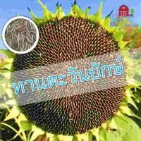 ราคา ทานตะวัน เมล็ดทานตะวันปลูก ดอกทานตะวัน ทานตะวันยักษ์ เมล็ดพันธุ์ทานตะวันดอกให50 เมล็ด (ไม่ใช่พืชที่มีชีวิต) (16028602515)