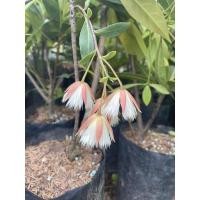 ราคา ต้นกระดิ่งนางฟ้า ไม้มงคลเรียกโชค (19613631590)