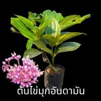 ราคา ต้มไข่มุกอันดามัน,พร้อมปลูก,ต้นแข็งแรง (23632675544)