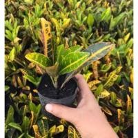 ราคา ต้นโกศล โกศลเชียงใหม่ โกศลใบส้ม โกศลแซ่ม้า ถุง 4 นิ้ว 10 ต้น (อ่านรายละเอียดข้างล่างก่อนสั่งซื้อ) (2777237091)