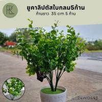 ราคา ยูคาลิปตัสใบกลม5ก้าน ยูคาต้น ต้นยูคาประดิษฐ์ (25586463341)