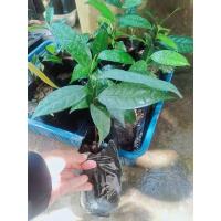 ราคา ต้นคีเปลผลไม้กลิ่นหอม***ไม้หายาก*** (20420510790)