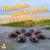 ราคา Andaman seashell เปลือกหอยเบี้ยแก้ ชุด 9 ตัว (12875348580)