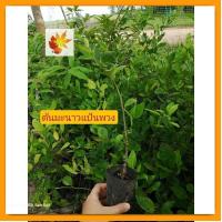 ราคา ต้นมะนาว​แป้น​พวง​ มะนาว​แป้น​ กิ่ง​ชำ​ รากเต็ม​ถุง​ ต้นแข็งแรง​ ต้นมะนาว​แป้น​ (22428568070)