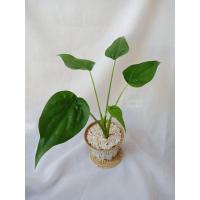 ราคา ต้นนางกวักใบโพธิ์ ต้นกวักใบโพธิ์ ไม้มงคล (12359682576)