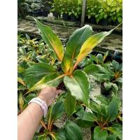 ราคา เศรษฐีก้านทอง (กระถาง 6 นิ้ว) (16790045193)