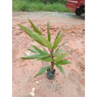 ราคา ต้นพันธุ์ หมากผู้หมากเมีย สีเขียว ถุงดำพร้อมปลูก 29 บาท หมากปู๊ Ti plant ชำเรียบร้อยมีรากพร้อมปลูก ไม้มงคล (26114436869)