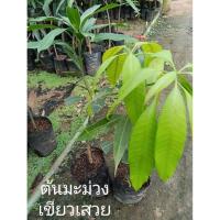 ราคา ต้นมะม่วงเขียวเสวย (Keow Savoy mango) (29643422645)