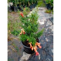 ราคา ต้นทับทิมแคระ เป็นไม้มงคล ดอกออกตลอดปี ส่งถุงดำใหญ่ (3582669734)