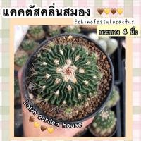 ราคา คลื่นสมอง Echinofossulocactus ไม้อายุ 3 ปี+ กระถาง 4นิ้ว แคคตัสที่โดดเด่นมีซี่ลอนเป็นคลื่นเหมือนสมอง โตช้าแต่ฟอร์มสวย (53951981939)