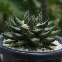 ราคา Ariocapus trigonus อริโอคาปัส ไตรโกนัส กระบองเพชร cactus (11653137454)