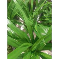 ราคา ต้นพันธุ์ ใบเตย พร้อมปลูก ถุงดำ 29บาท ใบเตย (Pandan) เตยหอม เตยหอมสีเขียว เตย คือพืชสมุนไพรไทยที่มีกลิ่นหอม (57103321145)