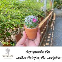 ราคา อิรุซามุ พร้อมส่ง❗️ต้นกระบองเพชร อิรุซามุ ดอกกำลังบาน 1 กระถาง อิรุซามุแม่พันธ์ุ (23223600210)