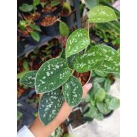 ราคา Scindapsus Argyraeus หัวใจแนบกระถาง4นิ้ว (3000433123)