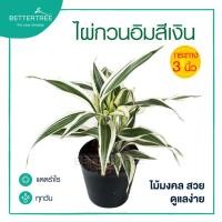 ราคา ไผ่กวนอิมสีเงิน กระถาง 3 นิ้ว ไม้ฟอกอากาศ ไม้มงคล (12799171047)