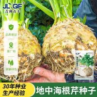 ราคา [ปลูกในพื้นที่] เมล็ดคื่นฉ่ายรากสี่ฤดูกาลเมล็ดคื่นฉ่ายรากเมดิเตอร์เรเนียนเมล็ดคื่นฉ่ายรากระเบียงลานกระถางเมล็ดผัก (42776564131)