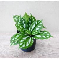 ราคา ต้นเศรษฐีนำโชค ไม้มงคล ชื่อดี กระถาง 3 นิ้ว (11674546757)