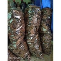 ราคา DRIED BASIL LEAVES แปรรูปเข้มข้น (47701694031)