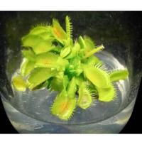 ราคา กาบหอยแครง Dionaea mucipula Venus flytrap (11349249203)