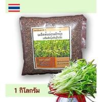 ราคา เมล็ดผักสวนครัว เมล็ดผักบุ้งจีน ต้นอ่อนผักบุ้ง ผักบุ้งพันธุ์ใบไผ่ ปลูกผักบุ้งต้นอ่อนได้ ก้านยาว ขายเป็นกิโลกรัม (4556256980)