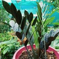 ราคา กวักมรกต ใบดำ (2772612049)