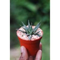 ราคา Aloe Vera ว่านหางจระเข้แคระ (5861546388)