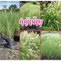 ราคา ต้นหญ้าน้ำพุ หญ้าตกแต่งสวน หญ้าดอกขาว (8757769138)