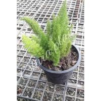 ราคา ต้นปริกหางกระรอก ขนาดต้นสูง 30-40 cm. (1ต้น/แพ็ค) (4435308276)