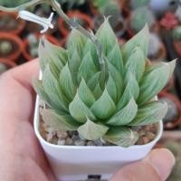 ราคา ไม้อวบน้ำ ฮาโวเทีย บัวแก้ว (3316382906)