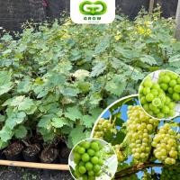 ราคา องุ่นพันธุ์ไชน์มัสแคทเกาหลี เป็นไม้พุ่มเลื้อย, ต้นกล้าแบบติดตา ความสูง 40-60ซม. องุ่นสีเขียว อร่อย กรุบกรอบ และหวาน (24271543959)