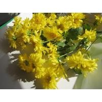 ราคา ต้นกล้าดอกเก็กฮวยสีเหลือง ต้นละ 1ุ6 บาท (18684377693)