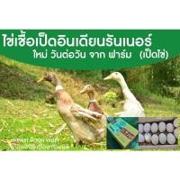 ราคา ไข่เชื้อ เป็ดอินเดียนรันเนอร์ ไข่นำไปฟัก เป็ดไข่ (12074301676)