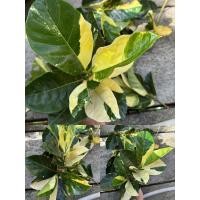 ราคา ขนุนด่างผลไม้แปลกหายาก (47800568973)