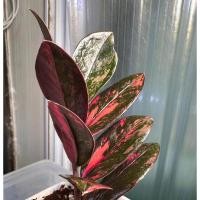 ราคา ใบกวักมรกตดำด่างชมพู ใบดำในกอด่าง ตัดจากแม่ด่างแท้ (28727142535)