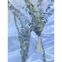 ราคา ใบยูคาลิปตัสแห้ง มีประมาณ 6-9 ก้าน (22644462935)