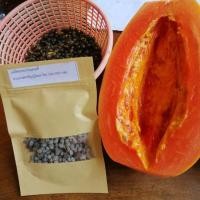 ราคา เมล็ดพันธุ์มะละกอเรดเลดี้ (3535197882)