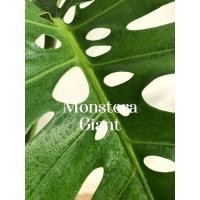 ราคา มอนสเตอร่า ไจแอนท์ (Monstera) (12549730812)