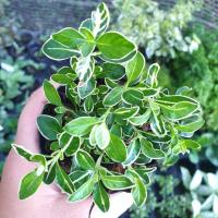 ราคา ต้นไม้มงคล ข้าวตอกพระร่วง (6532776456)