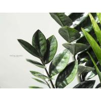 ราคา กวักมรกตใบสีดำ กวักมรกต กวักนิล บอนไซ ต้นไม้วางบนโต๊ะทำงาน (6634508745)