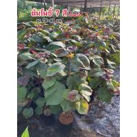 ราคา ต้นโพธิ์ 7 สี หรือ ต้นโพธิ์ทะเลด่าง (26412730692)