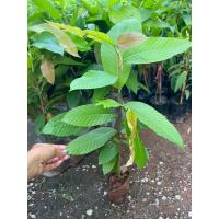 ราคา ต้นยางนา‍‍ #ต้นยางนา ราดเชื้อเห็ดระโงก รากต้นยางนาแข็งแรง หาอาหารได้เก่ง เจริญเติบโตได้ดี ต้นเเข็งเเรงพร้อมปลูก (28437095635)