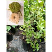 ราคา ต้นมะกรูดหวาน กิ่งตอน สูง40-60ซม. ส่งฟรี (23947569354)