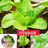 ราคา กรีนคอสถูกที่สุด10บ.เมล็ดผักสลัดกรีนคอส 100เมล็ด งอกดีทานอร่อย☘️โตไว ☘️ออแกนิก (6569185994)