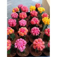 ราคา กระบองเพชร แคคตัส แม่พันธุ์ยิมโนหัวสี ขนาดกระถาง 4 นิ้ว (6878650887)