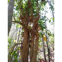 ราคา ต้นกล้าผักหวานป่าพร้อมปลูกลงดิน (7243241472)