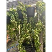 ราคา ต้นโฮย่าเกลียวโฮย่าเกลียวทอง (29580929965)